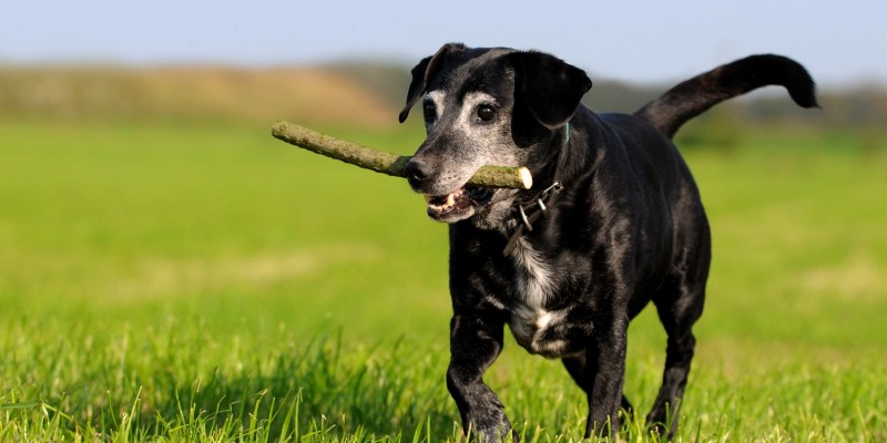 Hund mit Stckchen