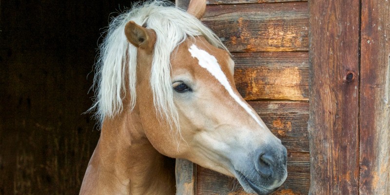 Pferd im Stall